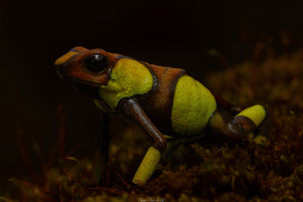 Los amigos de la rana arlequín